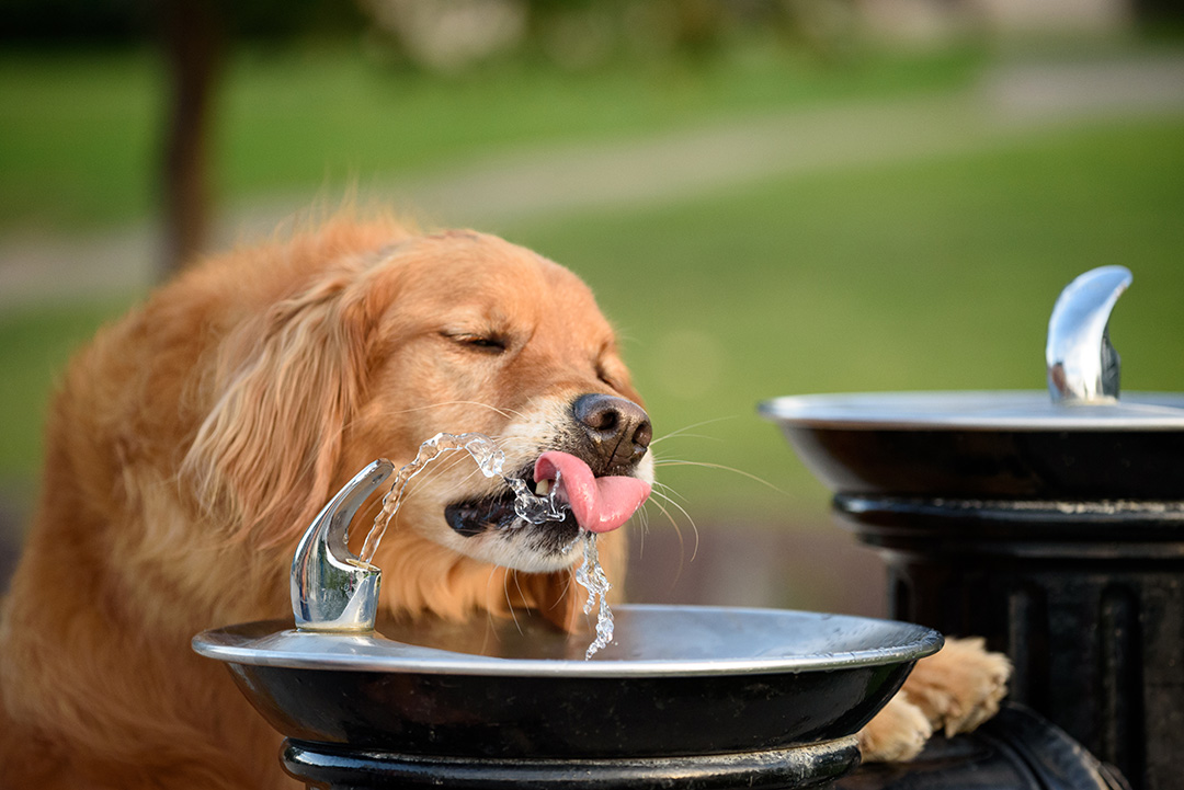 dog drinking water fountain