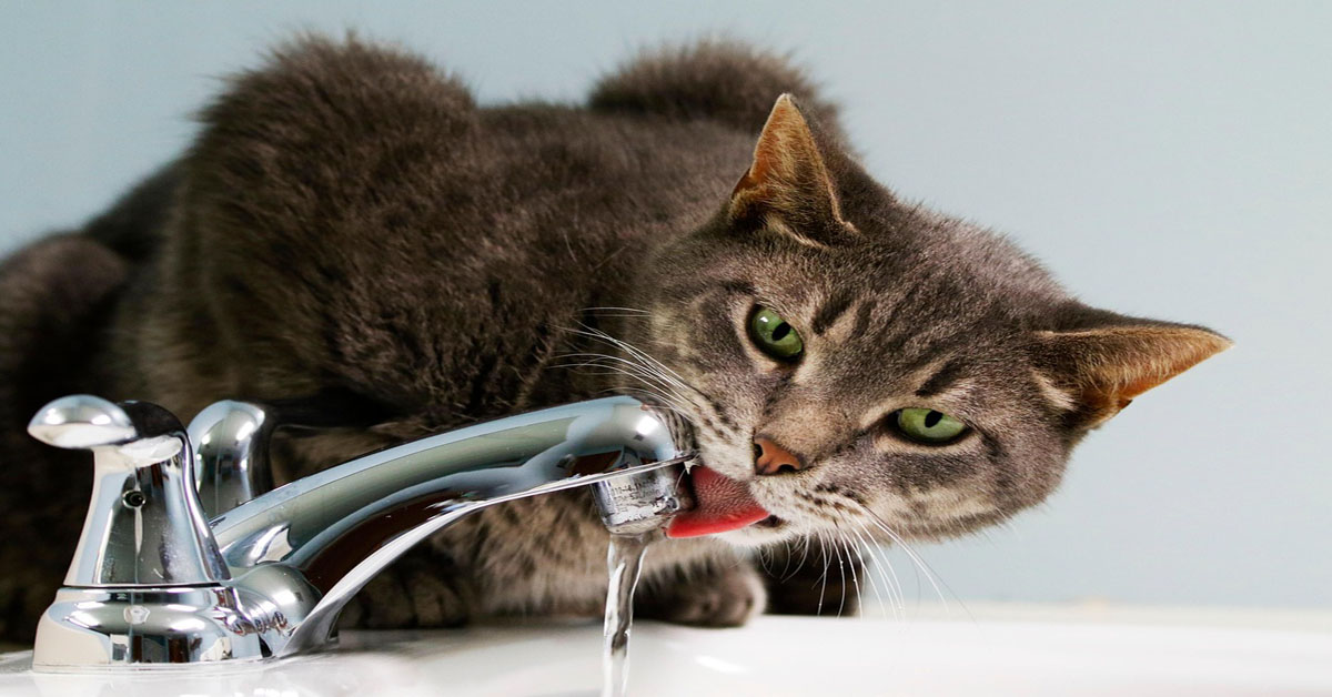 Why Do Cats Prefer Running Water?