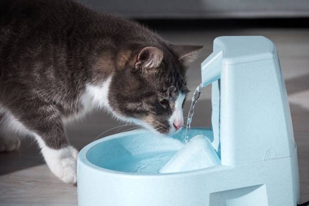 Cat drinking water