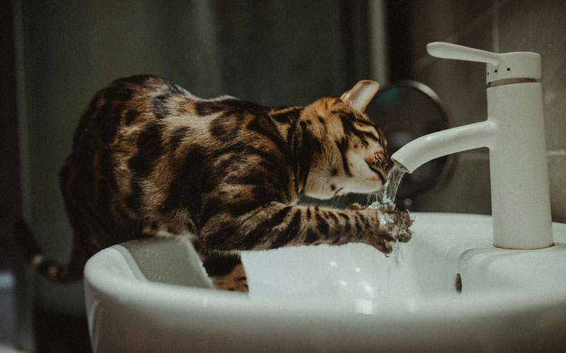 best pet water fountains for cats in 2026