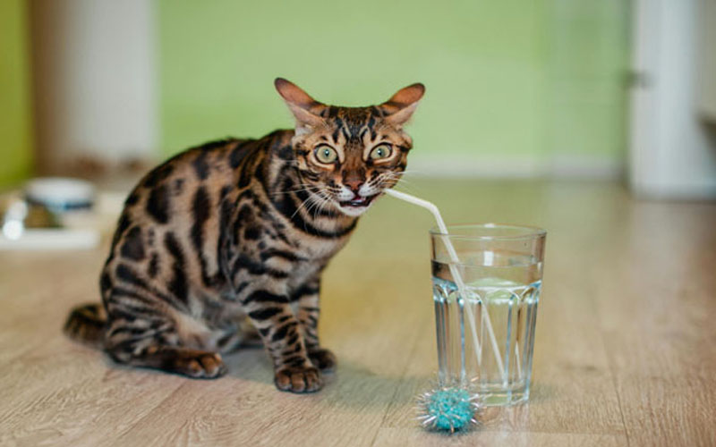 cat drinking water from pet fountain